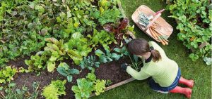 Series việc làm lương cao tại Úc (Phần 3). Ngành nông trại trồng trọt tại Úc.